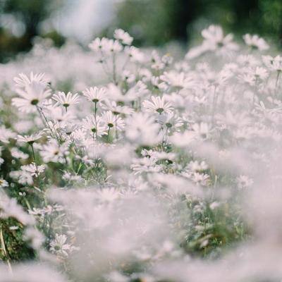 PG麻将胡了免费版下载手机版